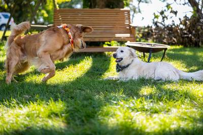 Echo and the great treat negotiation