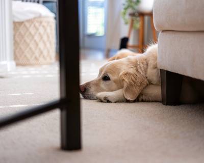 Echo doing absolutely nothing, professionally