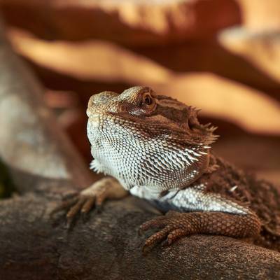 Gizmo found the one spot with the best light