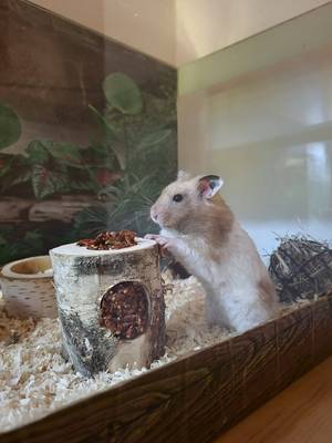 Nibbles caught mid-plot