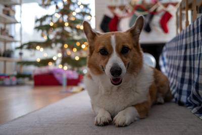 Nova and the great treat negotiation