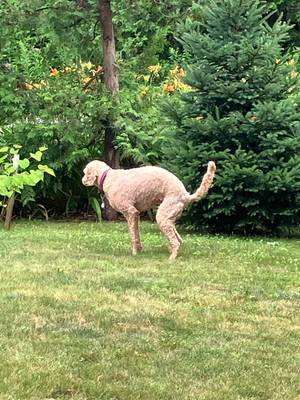 Ranger at the park, living their best life