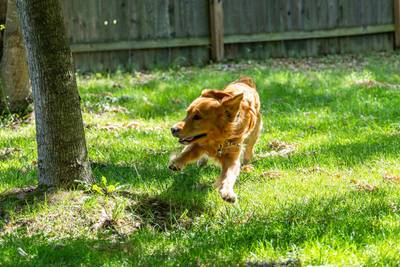 Scout caught mid-plot