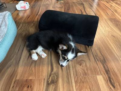 Scout and the couch, a love story